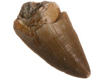 Zuby mosasaura