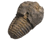 Trilobiti