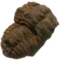 Trilobit, fosilie