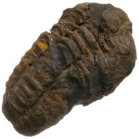 Trilobit, fosilie