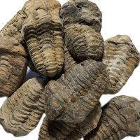 Trilobit, fosilie, 10 ks