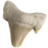 Žraločí zub malý