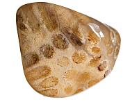 Zkamenělý korál