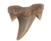 Žraločí zuby